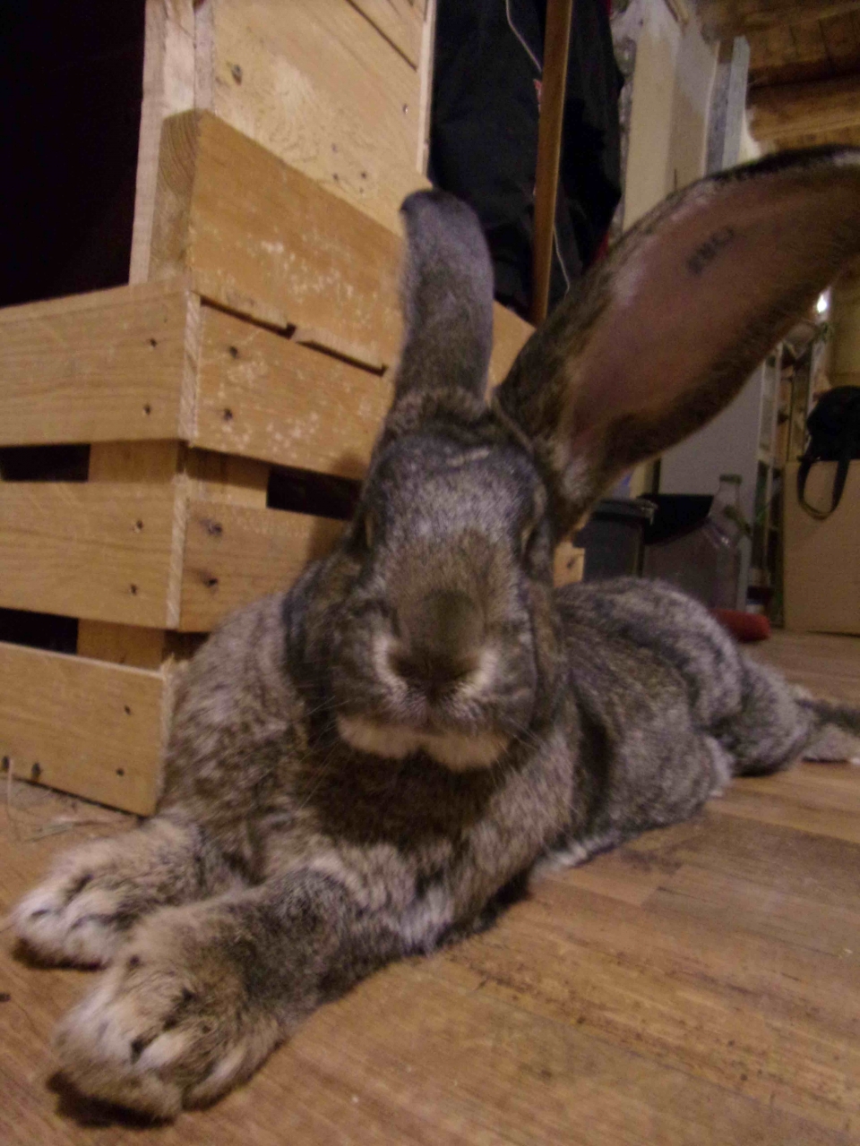 Lapins En Liberte Chez Soi C Est Possible Strada Dici Com